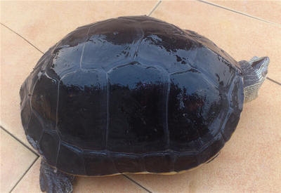 乌龟活体素食龟吃菜龟大型宠物招财新手易养龟