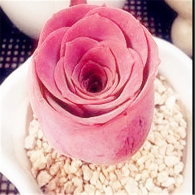 鸡蛋山地玫瑰8-10头两颗小酒酒杯多肉植物盆栽多肉植物