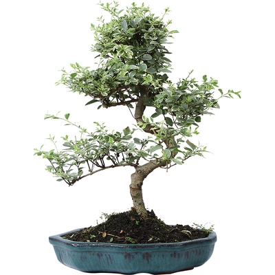 女贞盆栽绿植盆景客厅办公办公室室内庭院阳台绿植