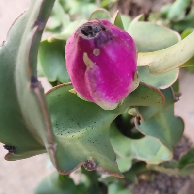 卷叶昙花令箭稀有品种仙人仙人掌掌科多肉植物绿植