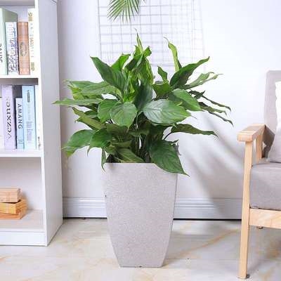 不喜欢阳光光的绿植植喜植物盆栽室内易活花卉绿植