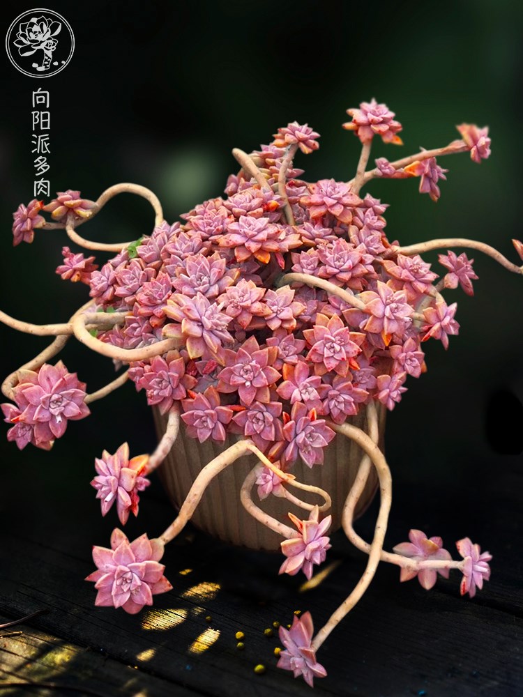 阿伦培多植物一物一拍风车草悬崖老桩群生绿植多肉植物