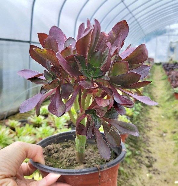 巫毒法师老桩多头多肉植物办公室阳台多肉植物