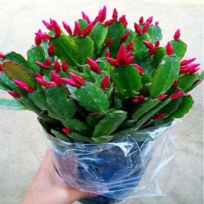 嫁接好的蟹爪八爪蟹兰新品多色盆栽家庭绿植超市货架