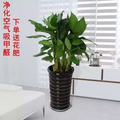 不喜欢阳光光的绿植植喜植物盆栽室内易活花卉绿植