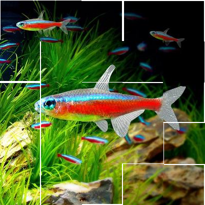 霓虹灯鱼灯科鱼火热带鱼观赏淡水游鱼金钻红绿灯鱼蓝眼鱼