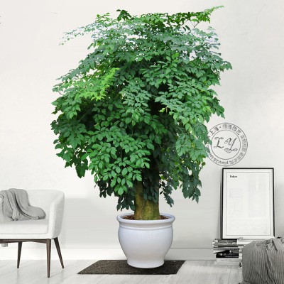 25米幸福树盆栽植物办公办公室室内花卉大树树桩大型绿植