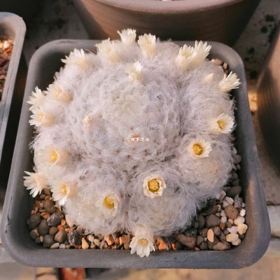 植物白星实开花仙人扎手仙人掌室内防辐射多肉萌肉多肉植物