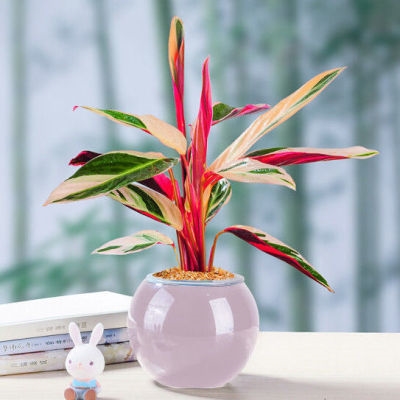 新品推荐凤凰土培水培植物七彩彩竹室内绿植花卉绿植