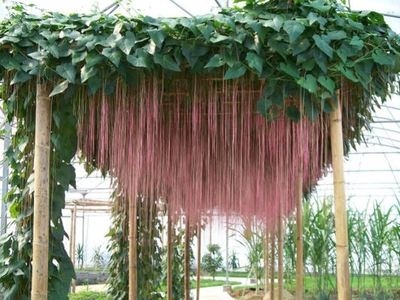 藤苗富贵爬藤庭园藤本植物珠帘藤蔓外观攀爬绿植