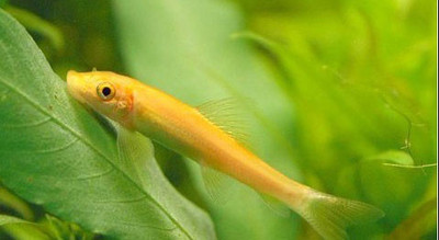 青苔鼠金苔鼠熊猫花椒清道夫鼠鱼鱼缸藻鱼清洁鱼