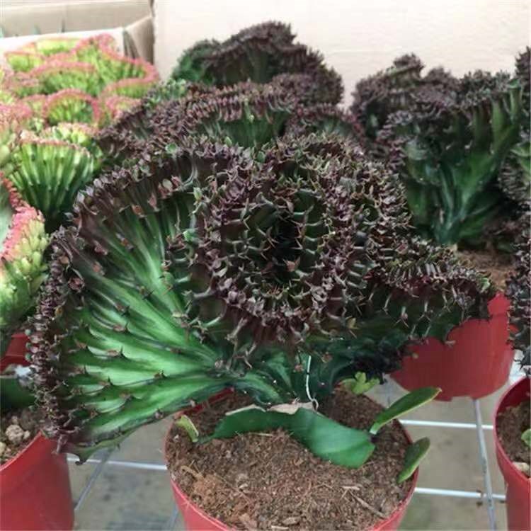 麒麟盆栽仙人掌植物室内花卉多肉阳台庭院彩叶绿植