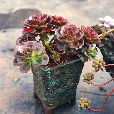 老桩桌面方砖老法师多头清仓多肉植物大株群生多肉植物