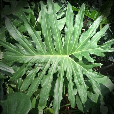 老桩春羽龙鳞杆春大型室内客厅绿植盆栽植物绿植