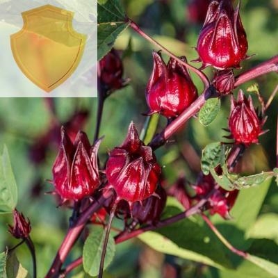 红桃k花苗红桃k种植苗玫瑰茄苗盆栽新鲜洛神花花苗春季花苗漂亮.