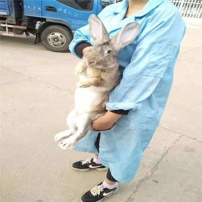 活物兔子月月一对小白兔对公母幼崽子兔