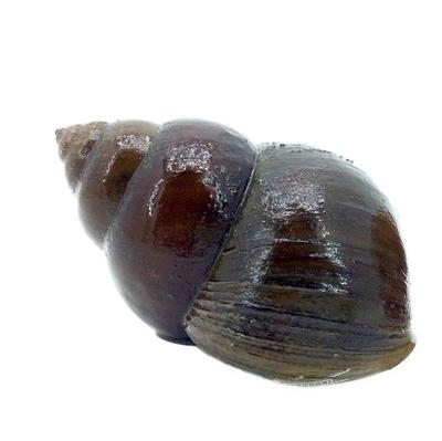 吃鱼螺山坑螺鱼缸绿藻克星螺蛳褐藻国版马来螺