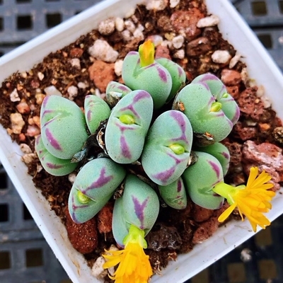 多肉植物口迪老桩整群大口多头番杏肉锥开花多肉植物