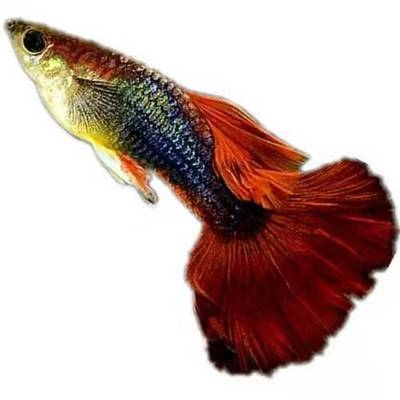 孔雀热带好样的好样耳朵带好观赏观赏鱼金牡丹牡丹鱼