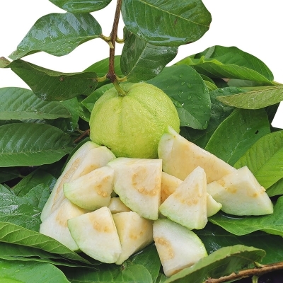 当天摘下下午番石榴白心芭坏果包赔自家果园新鲜创意迷你植物