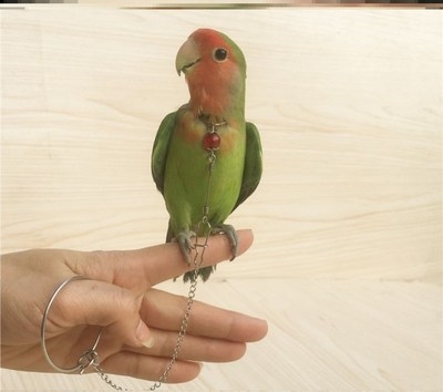 鸟套脖子野外脖套锁链脚链项圈玄凤绳子配件其他