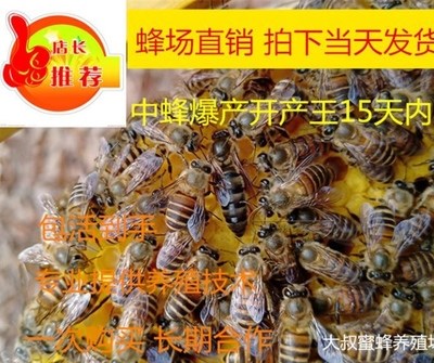 良种蜜蜂王我要买中蜂天柱优质种中蜂王土蜂蜂王2019处女王仓王新