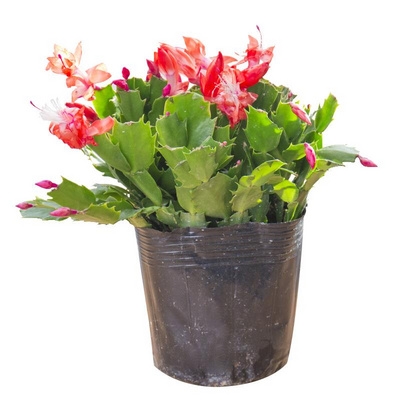 嫁接好的蟹爪八爪蟹兰新品多色盆栽家庭绿植超市货架