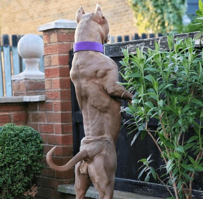 背带负重比特特犬大型猛犬斗狗训练用品装备项圈