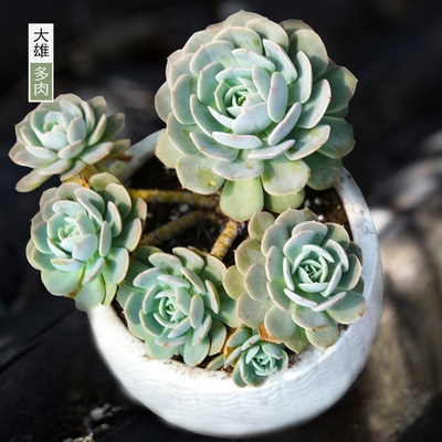 一物一拍安娜玫瑰氏石莲老桩群生大颗多肉植物多肉植物