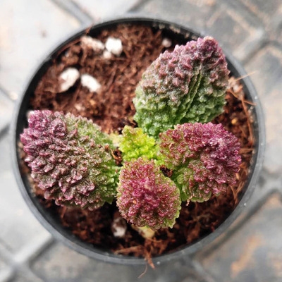 稀有贵货品种多肉植物 大庞朱紫玉水泡 窗阳台桌面小盆栽 朱子玉y
