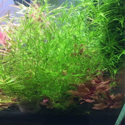 水草竹节养虾造景前景阴性草虾躲避新手青竹水草