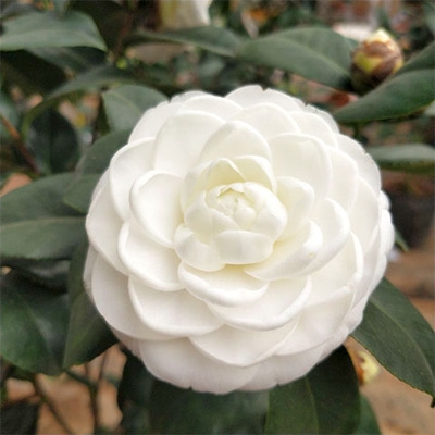 水晶白茶花苗东方亮大茶树美人纯白茶花盆栽山茶花卉