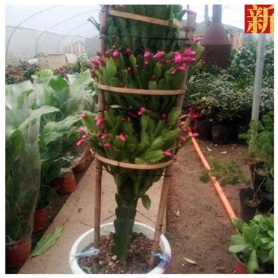 嫁接蟹爪兰花砧木三角三棱箭带根可以以做仙人多肉植物