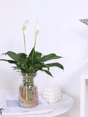 美酒白掌四季好养室内水培花卉植物一帆风顺办公室绿植