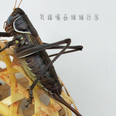 蝈蝈诚森大个铁皮繁殖品种山青绿卵多爬虫虫鸣其他爬虫