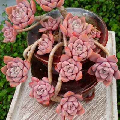 露纯红粉一物植物桩子老红一拍养肉园艺小园多肉植物