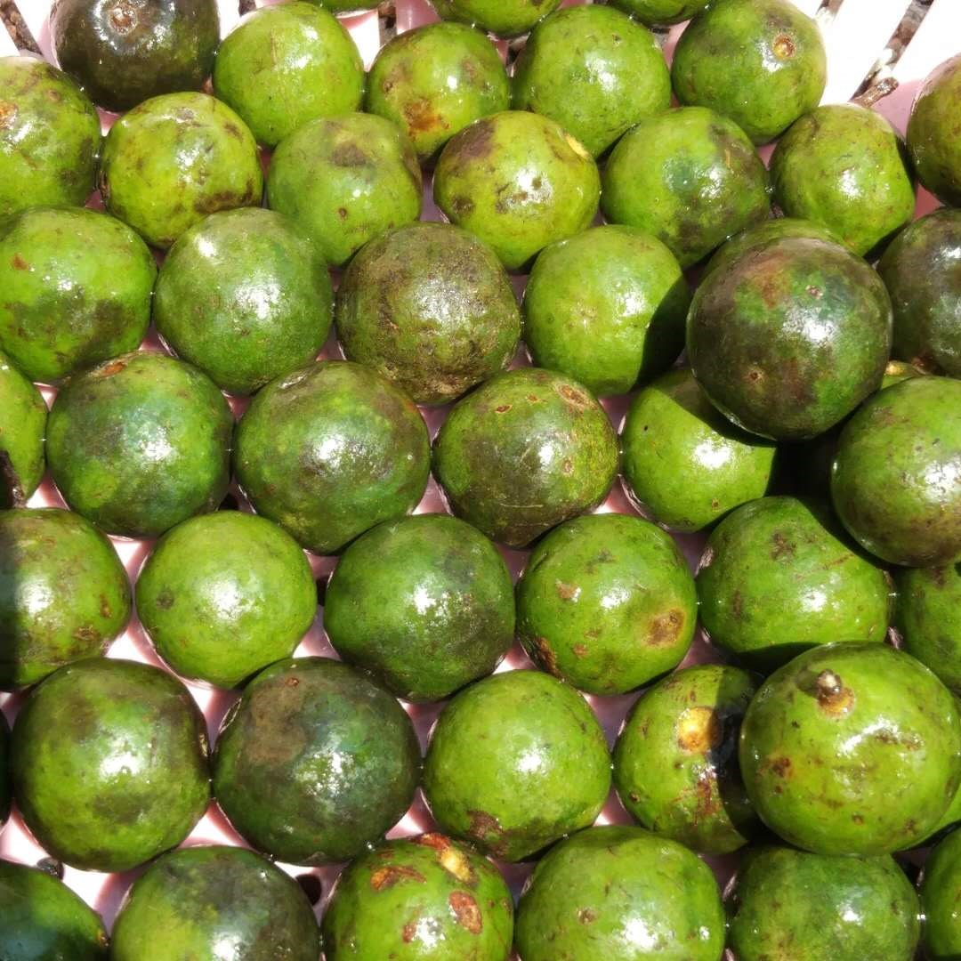 菩提青皮金刚原籽新鲜带皮果子佛珠药王双龙佛珠