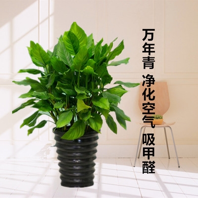 绿巨人盆栽植物水培风顺绿植皇后客厅大型甲醛绿植