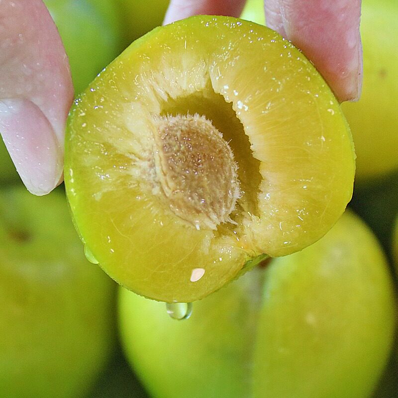 四川新鲜巫山李巫山脱骨李子正宗汶川脆李茂县李子