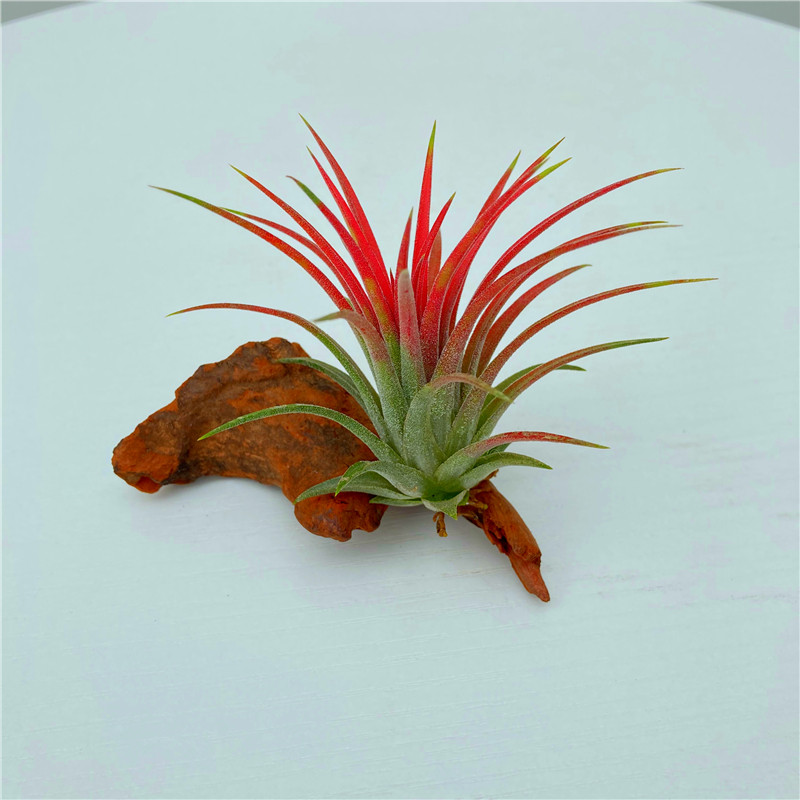 空气凤梨底座创意趣味手工diy弹簧原木实木绿植