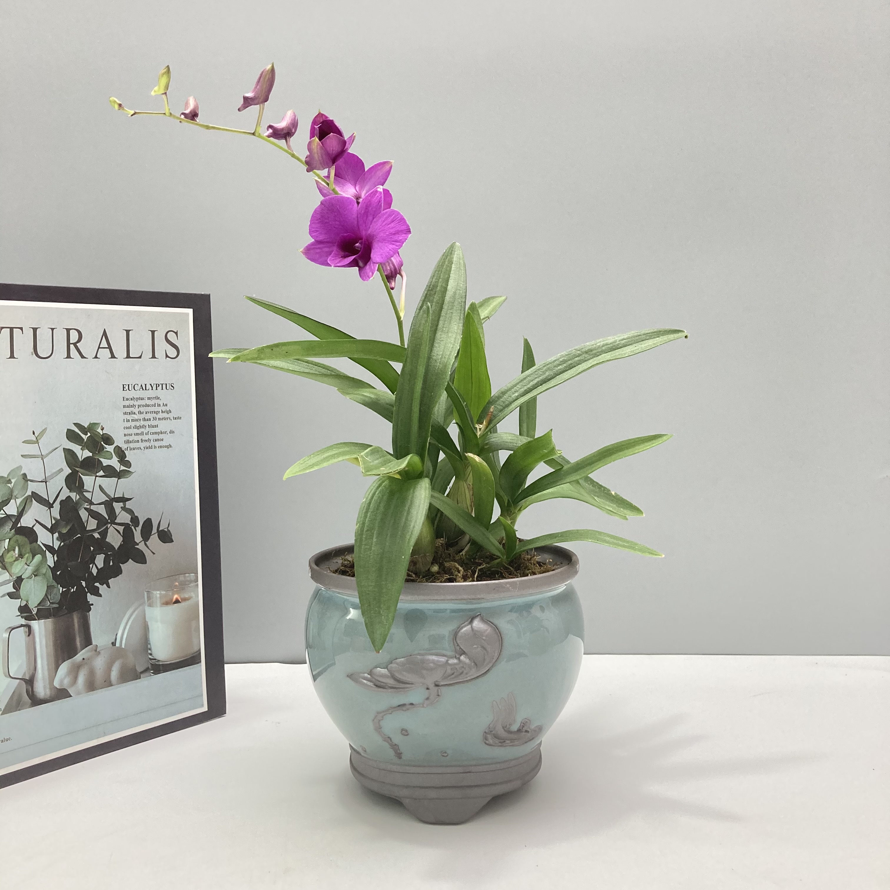 石斛兰带花苞兰花盆栽四季父亲室内办公室净化空气绿植