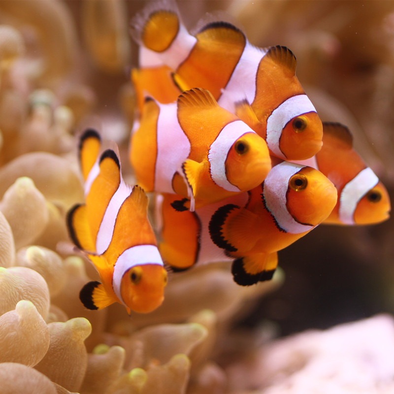 小丑鱼活物体人工海水好养定海水鱼珊瑚搭档公子小丑尼莫快递包活-mc