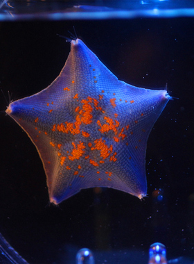 活体宠物小海星活物泡泡海星缸水母鱼缸小型观赏海水动物翻砂海星水母