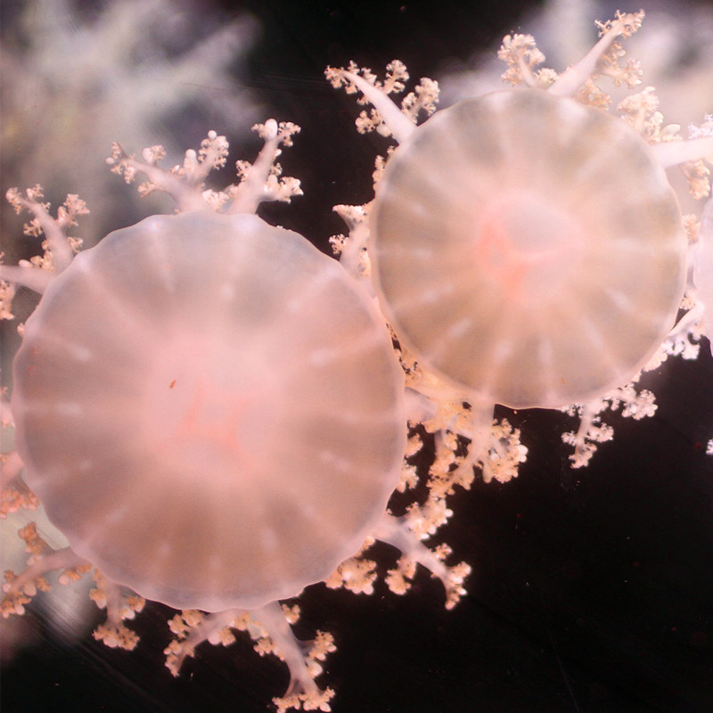 倒立水母活物吸盘安朵仙水母朝天仙后小水母观赏梦幻儿童活体宠物