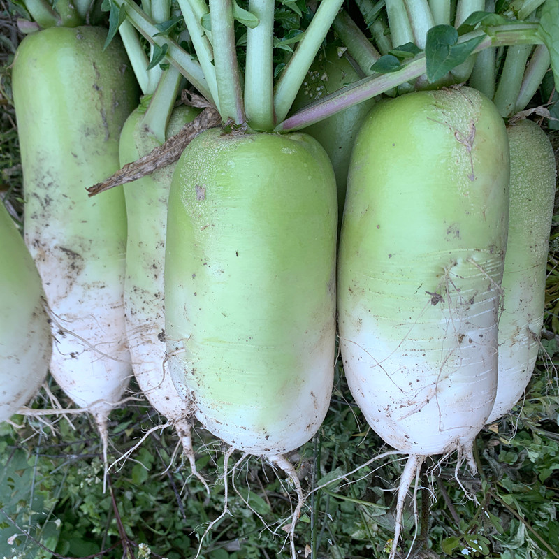 四川水果青萝卜露天种植新鲜蔬菜 绿萝卜5斤装水萝卜 非沙窝萝卜