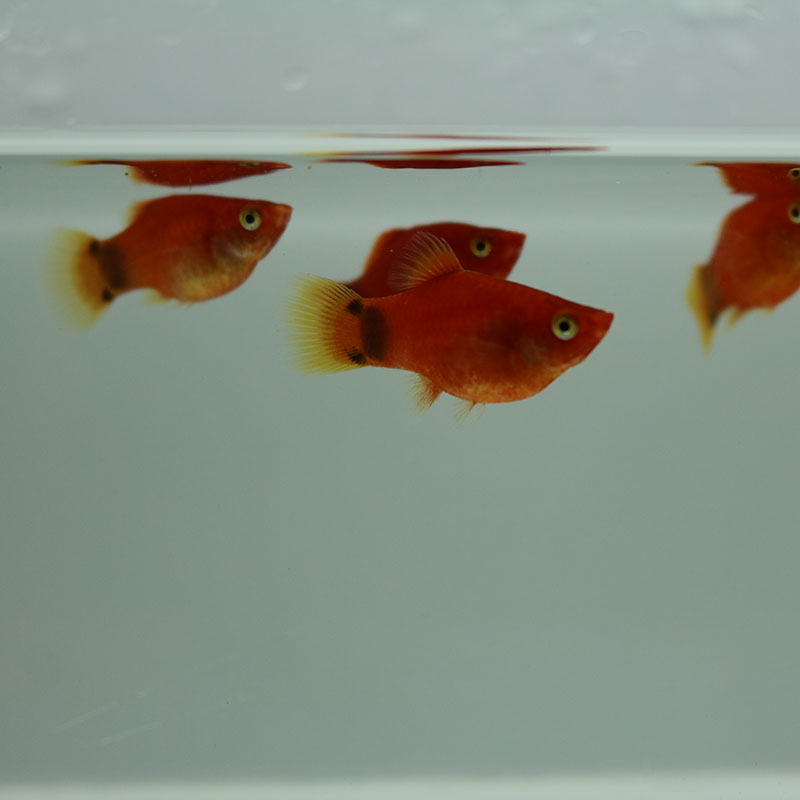 月光鱼牡丹鱼红剑鱼热带观赏鱼淡水鱼小型繁殖胎生鱼