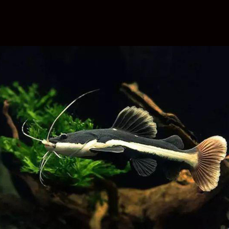 招财猫狗仔热带鱼观赏鱼大型底层凶猛猛鱼淡水鱼可混鱼