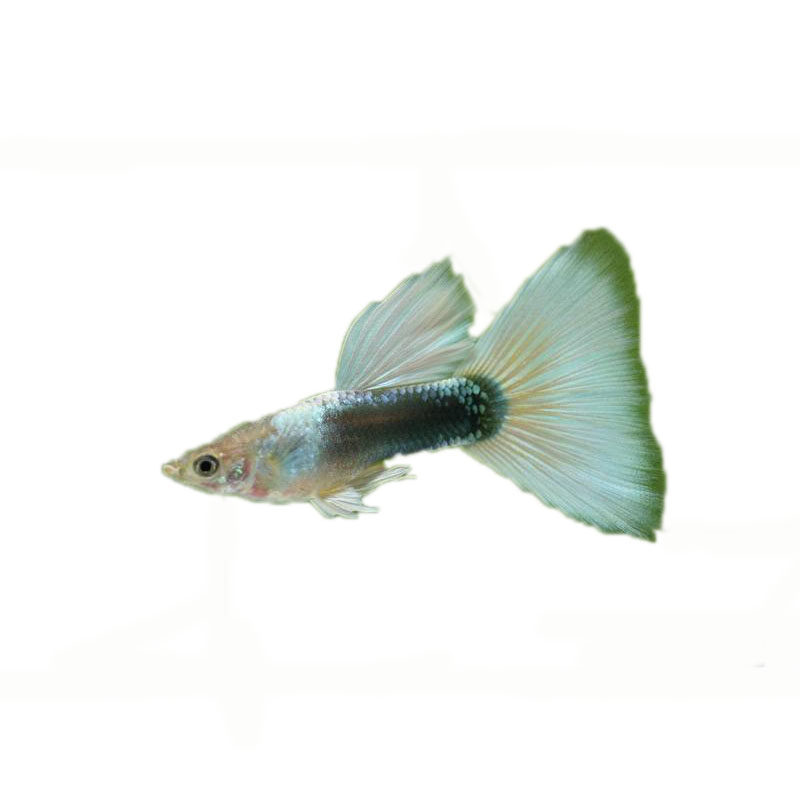 象牙白孔雀鱼凤尾鱼直接下小鱼可繁殖小型热带观赏 胎生鱼活体