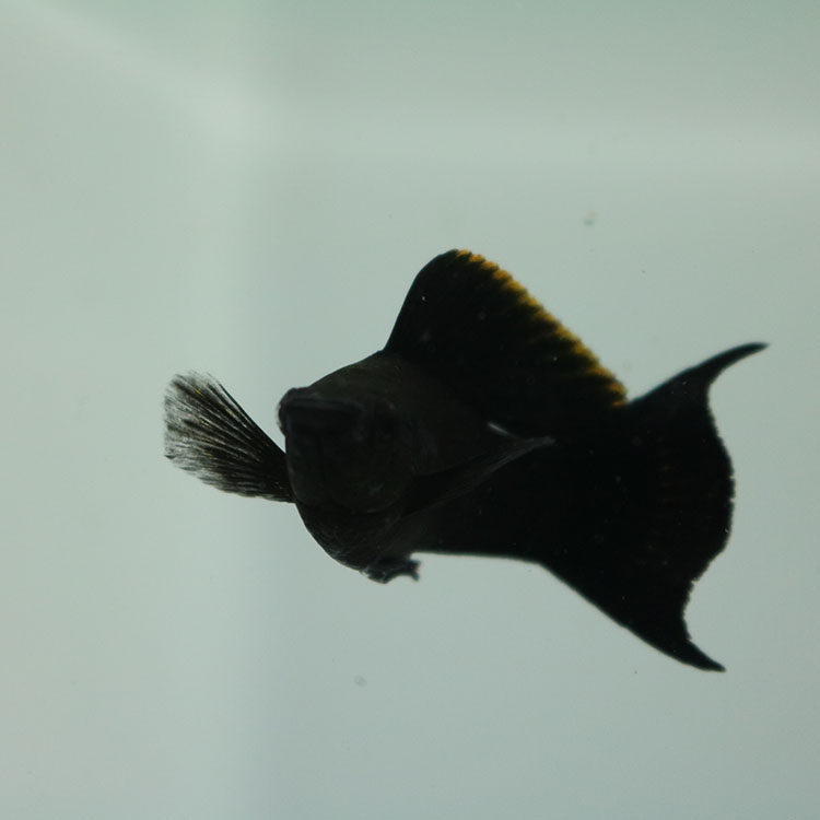 黑玛丽玛丽剑尾鱼金银热带活体观赏鱼胎生淡水鱼包邮包鱼