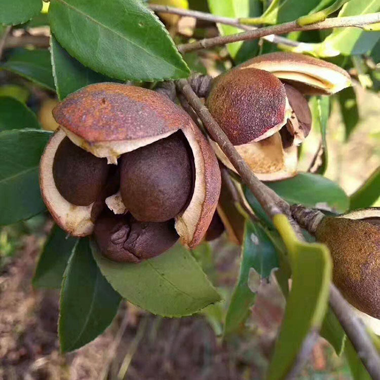 茶籽肥料粉粉茶枯洗碗蔬菜水果茶麸茶粕茶枯片块渣家庭园艺肥料